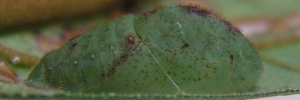 Pupae